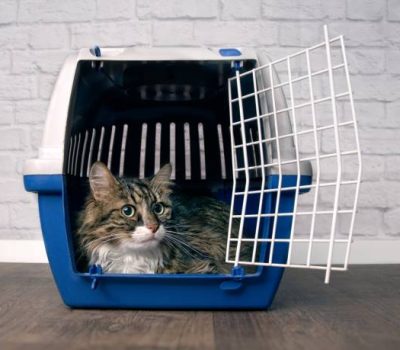 Cute maine coon cat sitting in a open pet carrier and looking sideways.