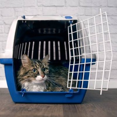 Cute maine coon cat sitting in a open pet carrier and looking sideways.