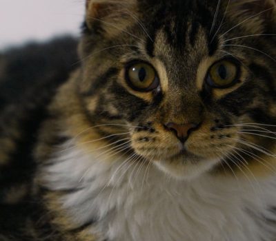 pexels-photo-7003119